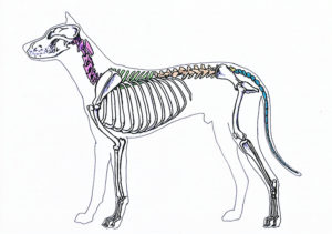 spondyloza